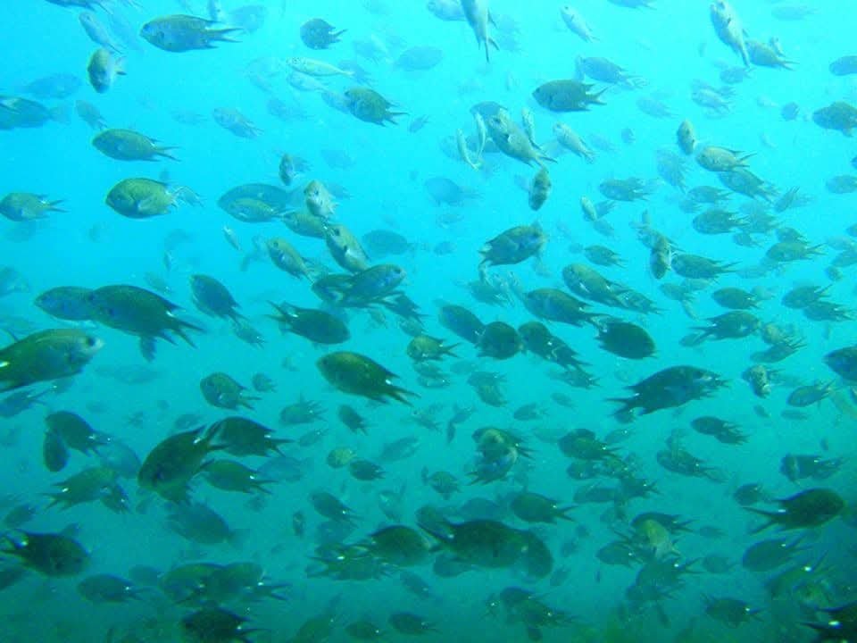 海旅 - 海中の魚の群れ